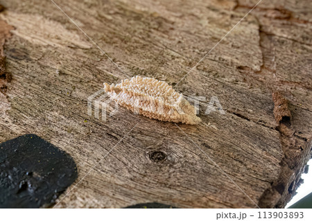 Small Planthopper Eggs Small Planthopper Eggs 113903893