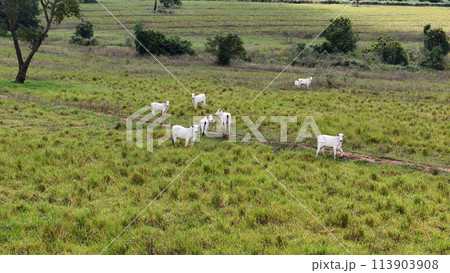 field pasture area with white cows grazing field pasture area with white cows grazing 113903908