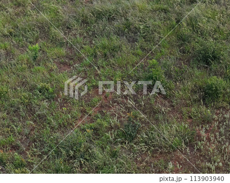 dirt floor with grass dirt floor with grass 113903940