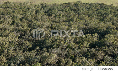 rubber tree forest for latex extraction rubber tree forest for latex extraction 113903951