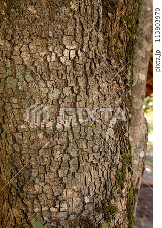 rustic texture of cracked bark of a tree 113903970