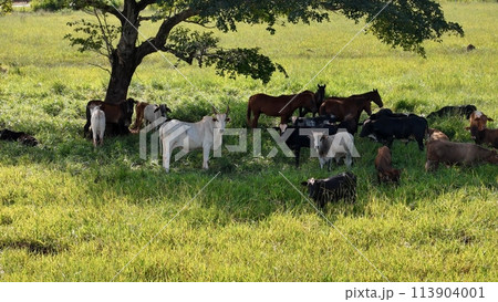 cows and horses in a field taking refuge from the afternoon sun in the shade of a tree cows and horses in a field taking refuge from the afternoon sun in the shade of a tree 113904001