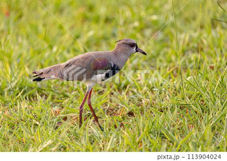 Adult Southern Lapwing Bird 113904024