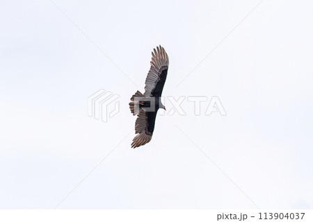 Turkey Vulture Bird Turkey Vulture Bird 113904037