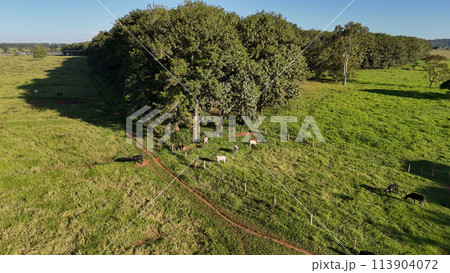 rubber tree forest for latex extraction rubber tree forest for latex extraction 113904072