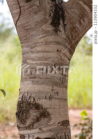 Stinkingtoe Tree Trunk Stinkingtoe Tree Trunk 113904332