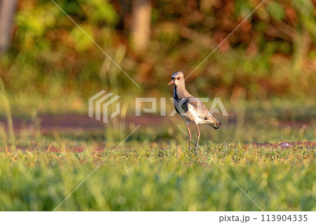 Adult Southern Lapwing Bird 113904335