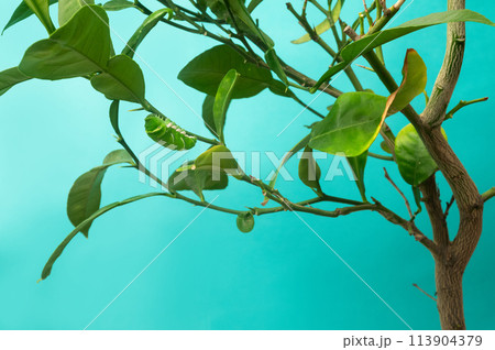 アゲハ　前蛹の準備　 113904379