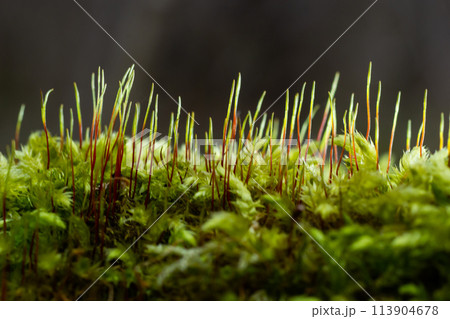Precious drops of water from the morning dew covering an isolated plant of Ceratodon purpureus that is growing on the rock, purple moss, Burned ground moss on the stone, warm colours closeup 113904678