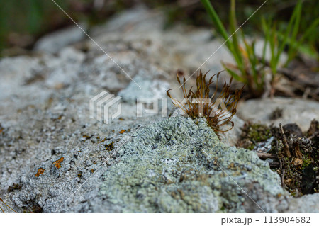 Precious drops of water from the morning dew covering an isolated plant of Ceratodon purpureus that is growing on the rock, purple moss, Burned ground moss on the stone, warm colours closeup 113904682