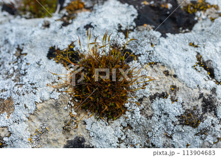 Precious drops of water from the morning dew covering an isolated plant of Ceratodon purpureus that is growing on the rock, purple moss, Burned ground moss on the stone, warm colours closeup 113904683