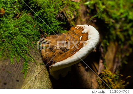 brown bear bread mushroom with white borders and green moss in the forest - Ganoderma applanatum 113904705