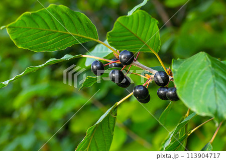 Leaves and fruits of the medicinal shrub Frangula alnus, Rhamnus frangula with poisonous black and red berries closeup 113904717