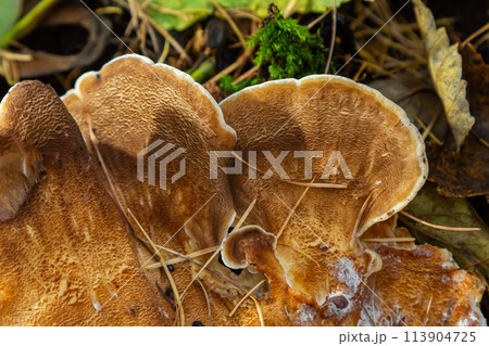 Natural closeup on the Giant Polypore fungus, Meripilus giganteus in the forest Natural closeup on the Giant Polypore fungus, Meripilus giganteus in the forest 113904725