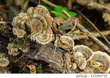 Trametes versicolor, also known as Polyporus versicolor, is a common polypore mushroom found throughout the world and also a well-known traditional medicinal mushroom growing on tree trunks 113904730