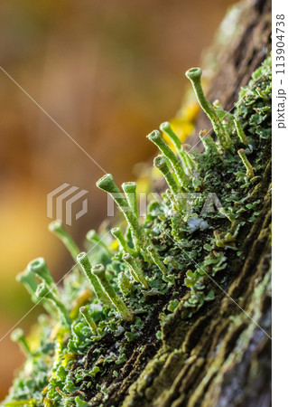 Close up of the trumpet lichen Cladonia fimbriata between stone flowers and moss on a rock 113904738