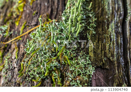 Close up of the trumpet lichen Cladonia fimbriata between stone flowers and moss on a rock Close up of the trumpet lichen Cladonia fimbriata between stone flowers and moss on a rock 113904740