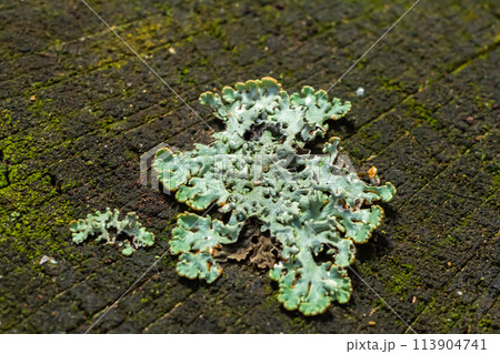 A close up of lichen Hypogymnia physodes on a old tree branch 113904741