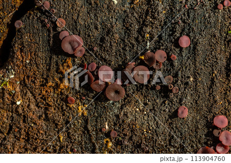 group much fungus on trunk Ascocoryne sarcoides 113904760