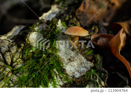 Psathyrella piluliformis Common Stump Brittlestem mushroom reddish-brown mushroom that grows steeply in groups, natural light Psathyrella piluliformis Common Stump Brittlestem mushroom reddish-brown mushroom that grows steeply in groups, natural light 113904764