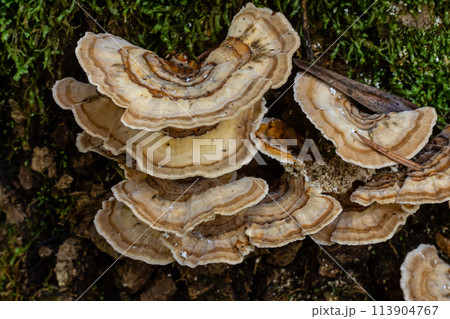 Trametes versicolor, also known as Polyporus versicolor, is a common polypore mushroom found throughout the world and also a well-known traditional medicinal mushroom growing on tree trunks Trametes versicolor, also known as Polyporus versicolor, is a common polypore mushroom found throughout the world and also a well-known traditional medicinal mushroom growing on tree trunks 113904767