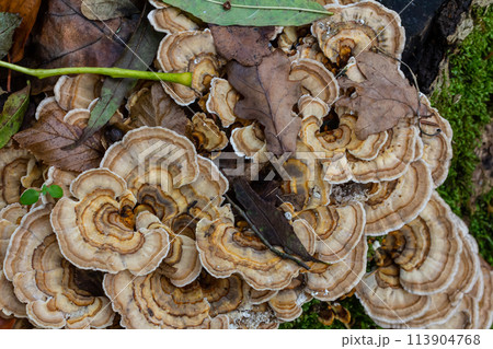 Trametes versicolor, also known as Polyporus versicolor, is a common polypore mushroom found throughout the world and also a well-known traditional medicinal mushroom growing on tree trunks 113904768
