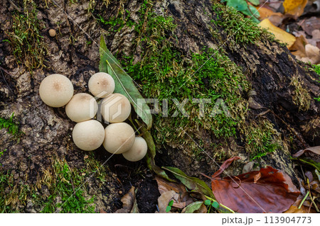 Set of Lycoperdon Perlatum mushrooms in the pine forest Set of Lycoperdon Perlatum mushrooms in the pine forest 113904773