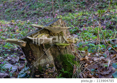 beautiful trametes versicolor mushroom well detailed 113904785