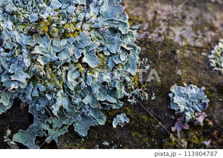 A close up of lichen Hypogymnia physodes on a old tree branch A close up of lichen Hypogymnia physodes on a old tree branch 113904787