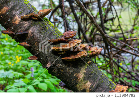 Anise mazegill, a brown rot fungus, Gloeophyllum odoratum Anise mazegill, a brown rot fungus, Gloeophyllum odoratum 113904792