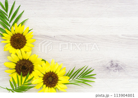 ひまわりとテーブルヤシの葉の背景 113904801