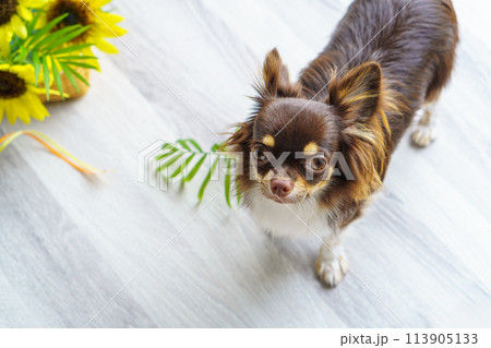 見上げる犬とひまわり 見上げる犬とひまわり 113905133
