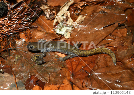 落ち葉の上のイワキサンショウウオ成体雄 左向き 落ち葉の上のイワキサンショウウオ成体雄 左向き 113905148