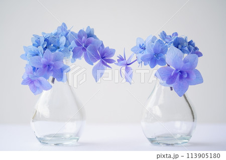 グラデーションの綺麗なあじさい グラデーションの綺麗なあじさい 113905180