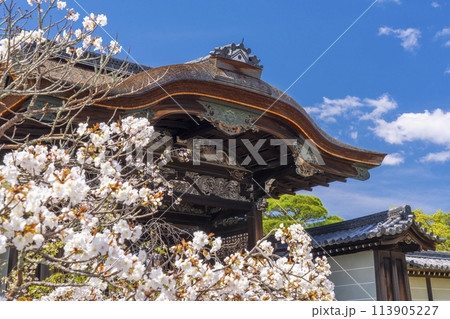 春の京都　仁和寺　満開の桜と勅使門 113905227