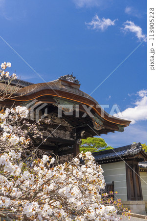 春の京都　仁和寺　満開の桜と勅使門 113905228