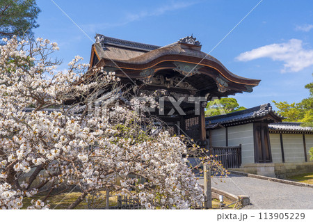 春の京都　仁和寺　満開の桜と勅使門 113905229