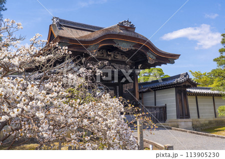 春の京都　仁和寺　満開の桜と勅使門 113905230