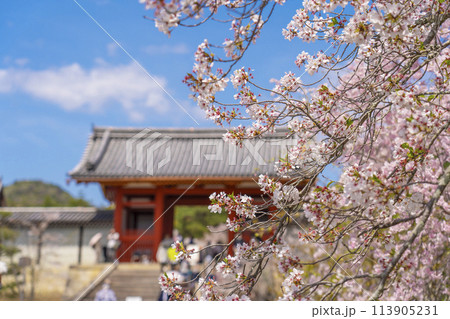 春の京都　仁和寺　満開の桜と中門 113905231