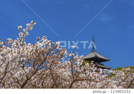 春の京都 仁和寺 御室桜と五重塔 春の京都 仁和寺 御室桜と五重塔 113905232