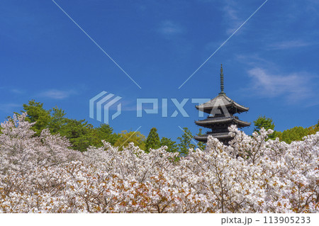 春の京都 仁和寺 御室桜と五重塔 春の京都 仁和寺 御室桜と五重塔 113905233