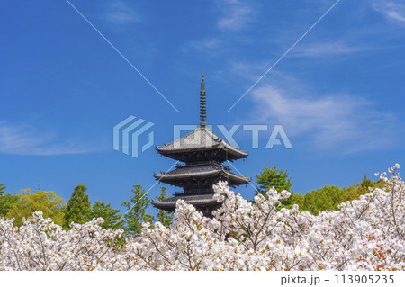 春の京都 仁和寺 御室桜と五重塔 春の京都 仁和寺 御室桜と五重塔 113905235