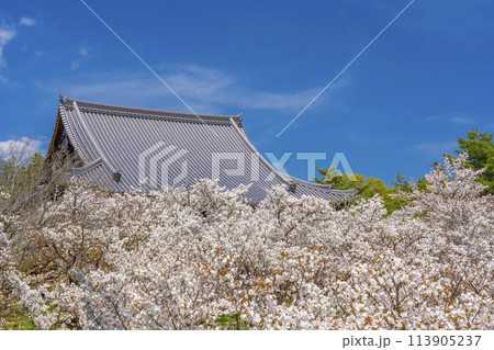 春の京都　仁和寺　御室桜と観音堂 113905237