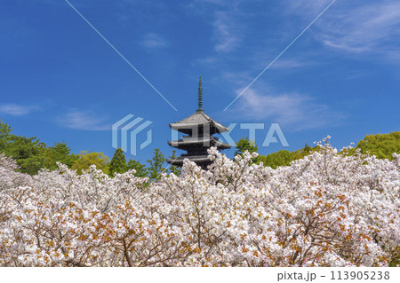 春の京都　仁和寺　御室桜と五重塔 113905238