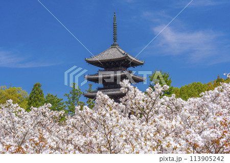 春の京都 仁和寺 御室桜と五重塔 春の京都 仁和寺 御室桜と五重塔 113905242
