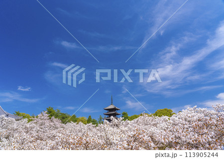 春の京都 仁和寺 御室桜と五重塔 春の京都 仁和寺 御室桜と五重塔 113905244