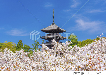 春の京都 仁和寺 御室桜と五重塔 春の京都 仁和寺 御室桜と五重塔 113905245