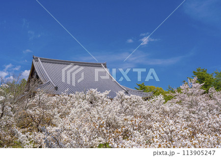 春の京都 仁和寺 御室桜と観音堂 春の京都 仁和寺 御室桜と観音堂 113905247