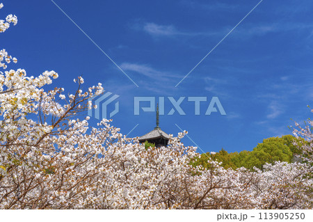 春の京都　仁和寺　御室桜と五重塔 113905250