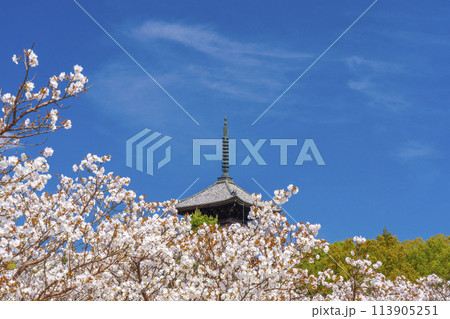 春の京都　仁和寺　御室桜と五重塔 113905251